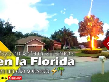 Rayo impacta una Palmera en la Florida en un día soleado ⚡