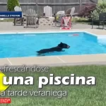 oso refrescandose en una piscina en una tarde veraniega viral