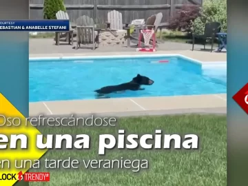 oso refrescandose en una piscina en una tarde veraniega viral
