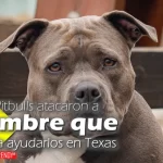 dos pitbulls atacaron a hombre que queria ayudarlos en texas animals