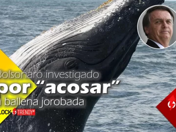 bolsonaro investigado por acosar a ballena jorobada world